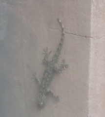 Hemidactylus