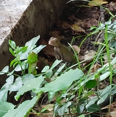 Calotes versicolor