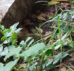 Calotes versicolor