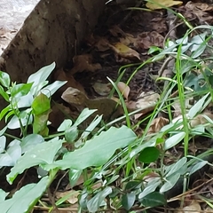 Calotes versicolor