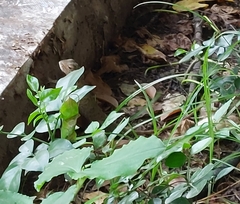 Calotes versicolor