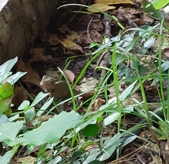 Calotes versicolor
