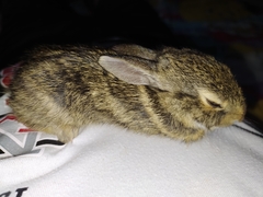 Sylvilagus cunicularius