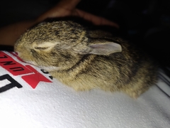 Sylvilagus cunicularius