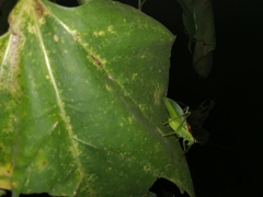 Hexacentrus hareyamai