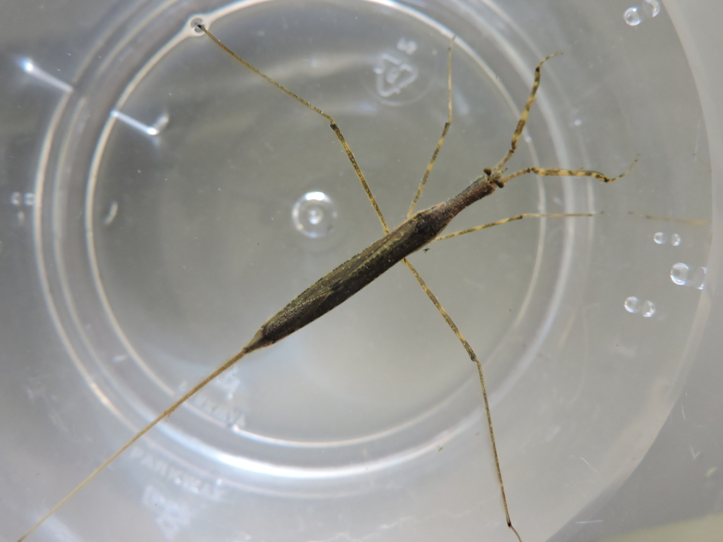 Ranatra australis