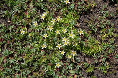 Pseudocherleria aizoides