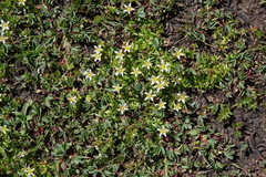 Pseudocherleria aizoides