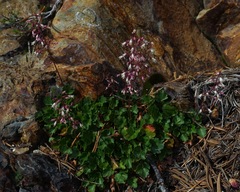 Heuchera rubescens