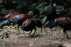 Gallus gallus spadiceus