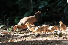 Gallus gallus spadiceus