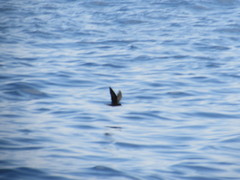 Hydrobates leucorhous