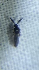 Forcipomyiinae