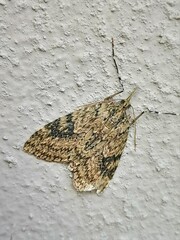 Protosteira spectabilis