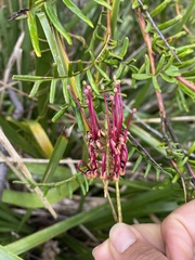 Grevillea caleyi