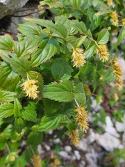 Paederota lutea