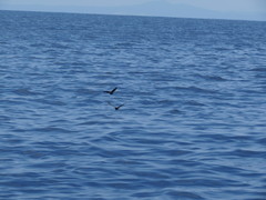 Hydrobates leucorhous