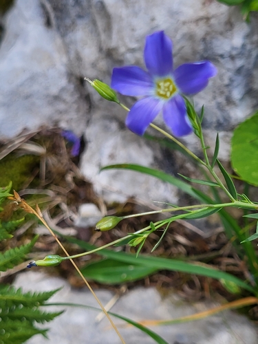 Image of Linum julicum by (c) Jacek Pietruszewski, some rights reserved (CC BY)