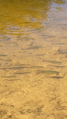 Scardinius erythrophthalmus