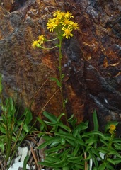 Solidago multiradiata multiradiata