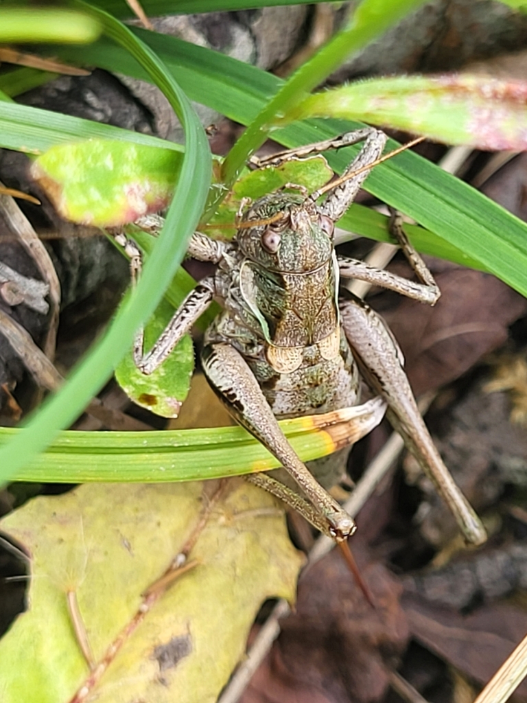 Eastern Mountain Bush-cricket