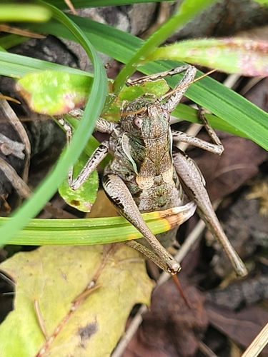 Eastern Mountain Bush-cricket