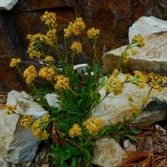 Solidago multiradiata multiradiata