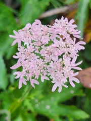 Heracleum austriacum siifolium