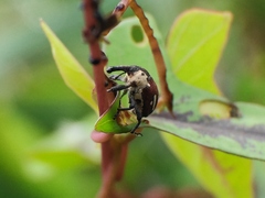 Sternuchopsis fabricii