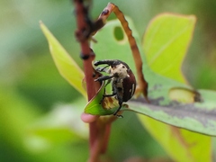 Sternuchopsis fabricii