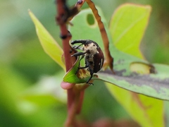 Sternuchopsis fabricii