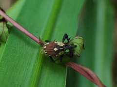 Sternuchopsis fabricii