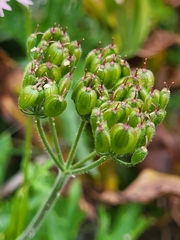 Heracleum austriacum siifolium