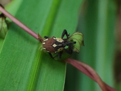 Sternuchopsis fabricii