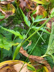 Heracleum austriacum siifolium