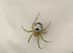 Bijoaraneus