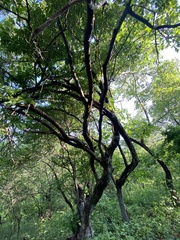 Piscidia carthagenensis