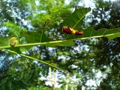 Phauda flammans