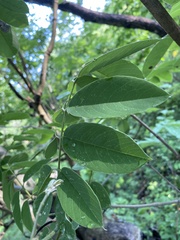 Piscidia carthagenensis