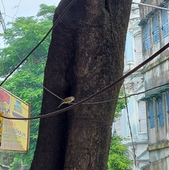 Passer domesticus