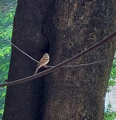 Passer domesticus