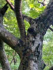 Piscidia carthagenensis