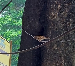 Passer domesticus