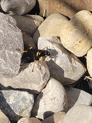 Sceliphron caementarium