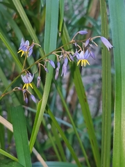 Dianella caerulea producta