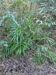Dianella caerulea producta