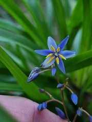 Dianella caerulea producta