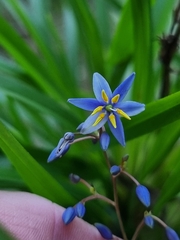 Dianella caerulea producta