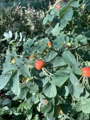 Rosa glauca