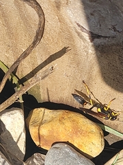 Sceliphron caementarium